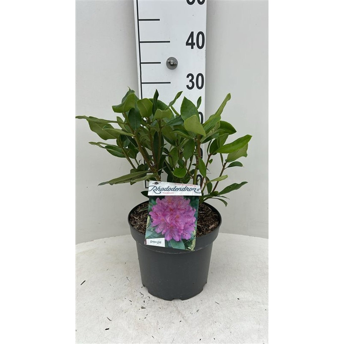Rhododendron – Rhododendron ponticum - C5 30-40 CM